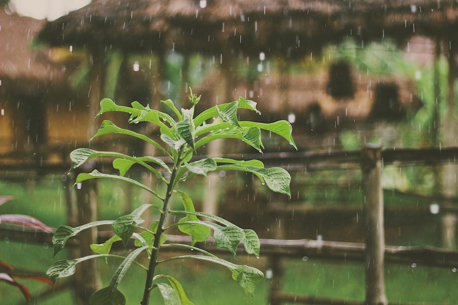 The Benefits of Collecting Rainwater - Grassroots Greenhouses