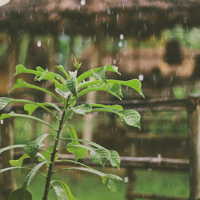 The Benefits of Collecting Rainwater - Grassroots Greenhouses
