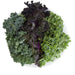 Kale Powered Greens | Seed Package - Grassroots Greenhouses