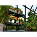 Rion Prestige Greenhouse | 8 x 16 - Grassroots Greenhouses
